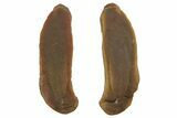 Tully Monster (Tullimonstrum) Nodule (Pos/Neg) - Mazon Creek #379384-1